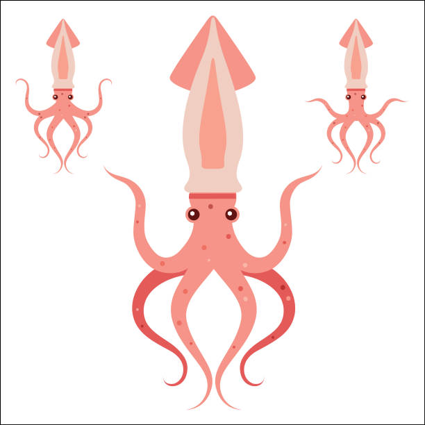 Symmetrical dancing yoga Squid Squid making yoga poses decapoda stock illustrations