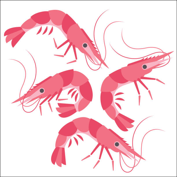 Side view group of four Prawns or Shrimps Curled up and outstretched profile view of shrimps and prawns decapoda stock illustrations