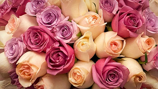 rose flowers background