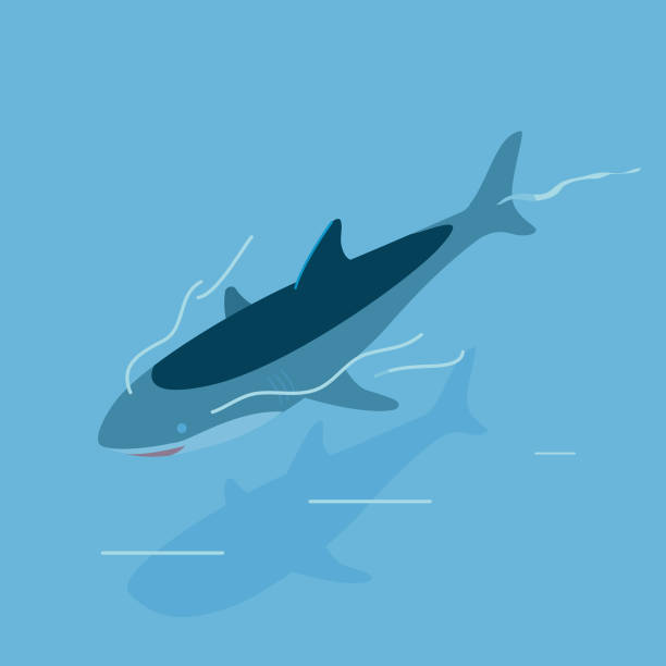 rekin pływający z ogonem nad wodą - fish sea life sea animals hunting stock illustrations