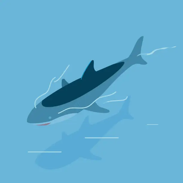 Vector illustration of Shark swimming with tail above water