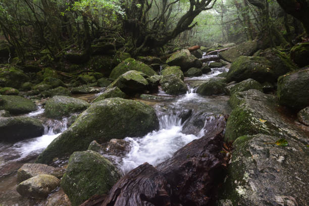 istock Deep cedar forest of Yakushima, Japan 1317360535