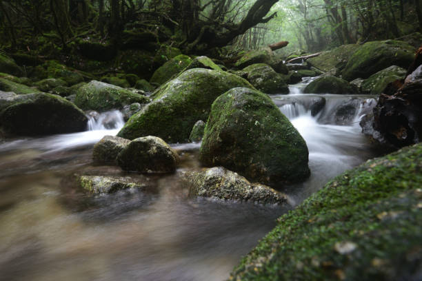 istock Deep cedar forest of Yakushima, Japan 1317360549
