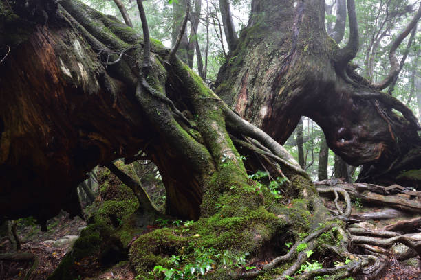 istock Deep cedar forest of Yakushima, Japan 1317360550