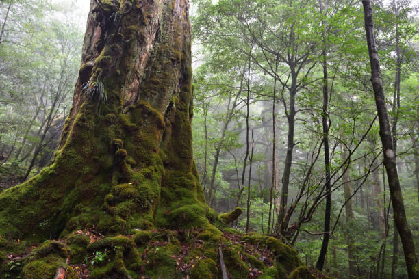 istock Deep cedar forest of Yakushima, Japan 1317360564