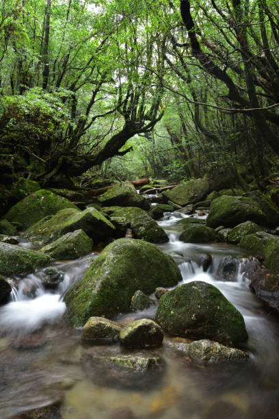 istock Deep cedar forest of Yakushima, Japan 1317360633