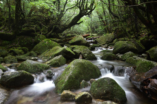 istock Deep cedar forest of Yakushima, Japan 1317360637