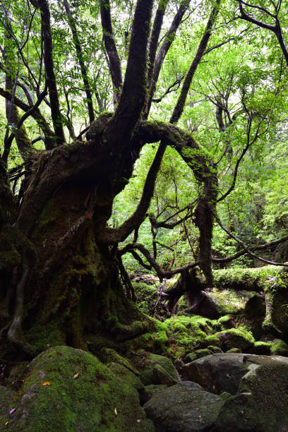 istock Deep cedar forest of Yakushima, Japan 1317360657