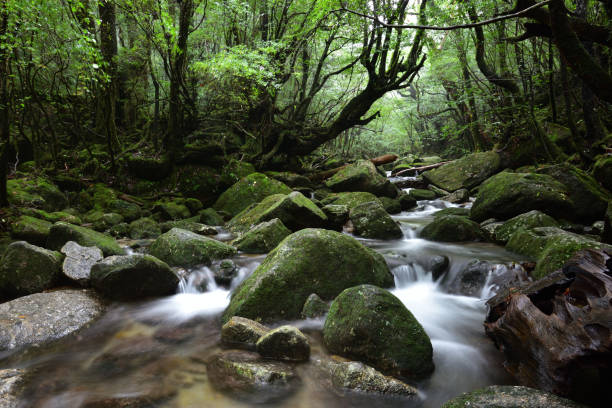 istock Deep cedar forest of Yakushima, Japan 1317360661