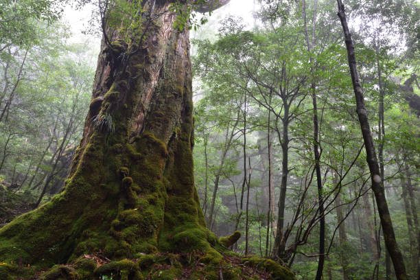 istock Deep cedar forest of Yakushima, Japan 1317360689