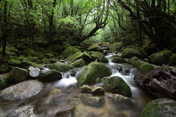 istock Deep cedar forest of Yakushima, Japan 1317360712