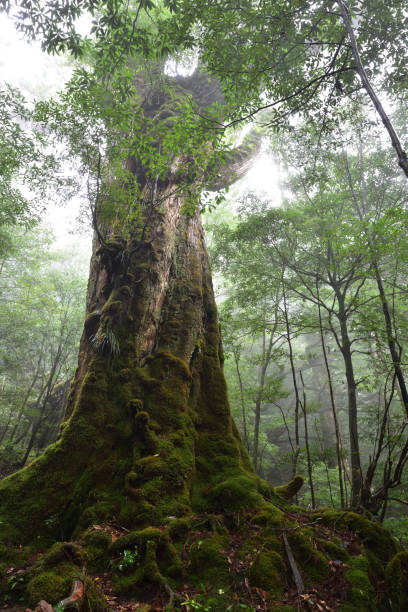 istock Deep cedar forest of Yakushima, Japan 1317360723