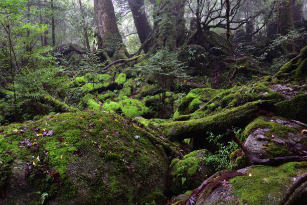 istock Deep cedar forest of Yakushima, Japan 1317360728