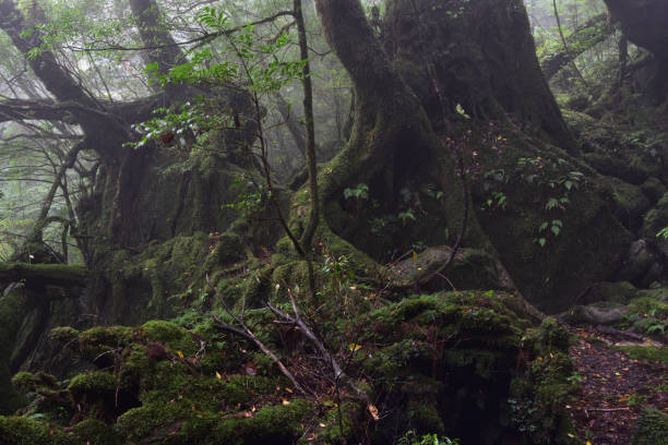 istock Deep cedar forest of Yakushima, Japan 1317360729
