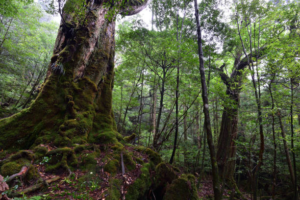 istock Deep cedar forest of Yakushima, Japan 1317360747