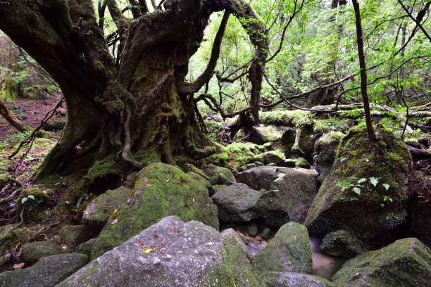 istock Deep cedar forest of Yakushima, Japan 1317360748