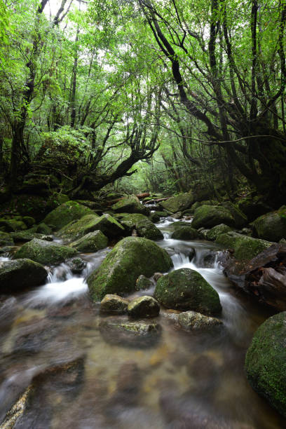 istock Deep cedar forest of Yakushima, Japan 1317361290