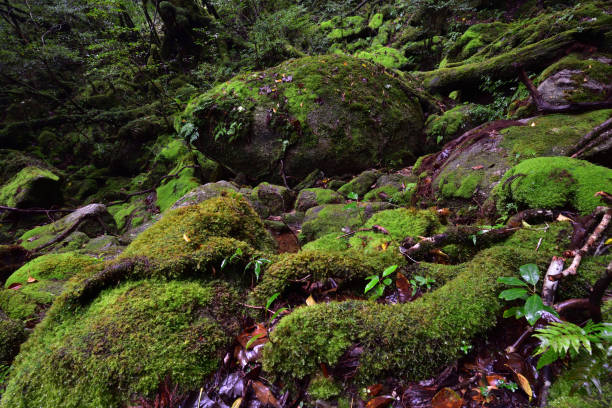 istock Deep cedar forest of Yakushima, Japan 1317361391