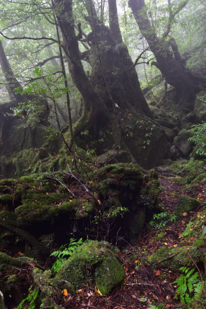 istock Deep cedar forest of Yakushima, Japan 1317361413