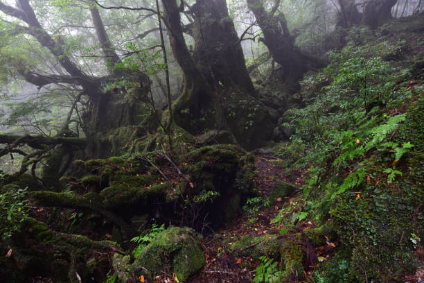 istock Deep cedar forest of Yakushima, Japan 1317361450