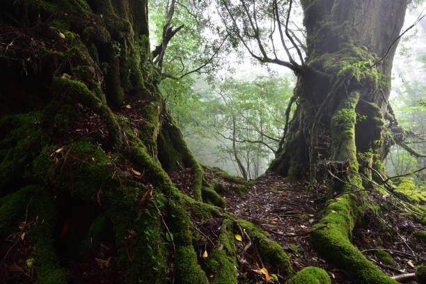 istock Deep cedar forest of Yakushima, Japan 1317361464