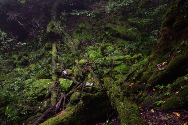 istock Deep cedar forest of Yakushima, Japan 1317361484