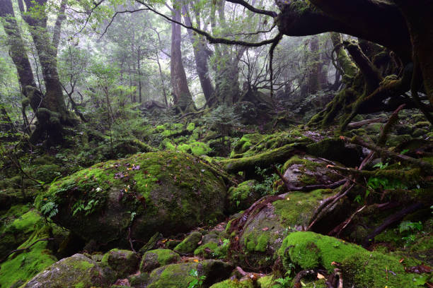 istock Deep cedar forest of Yakushima, Japan 1317361495