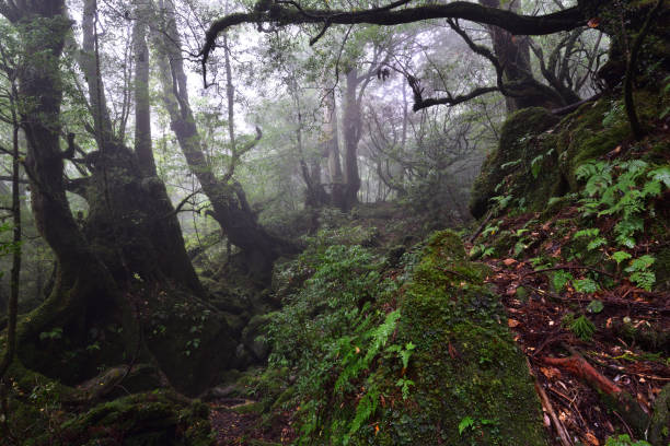 istock Deep cedar forest of Yakushima, Japan 1317361537