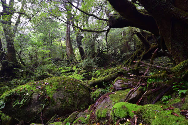 istock Deep cedar forest of Yakushima, Japan 1317361563