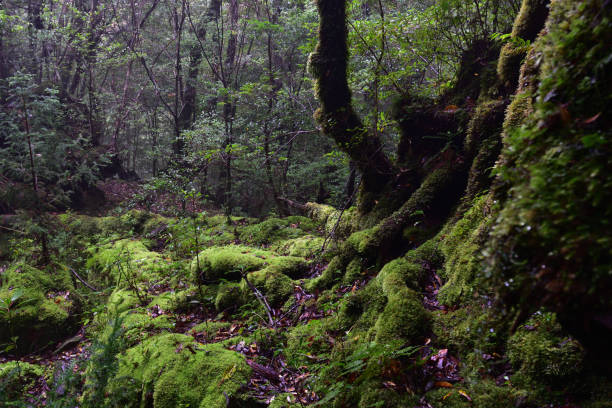 istock Deep cedar forest of Yakushima, Japan 1317361578