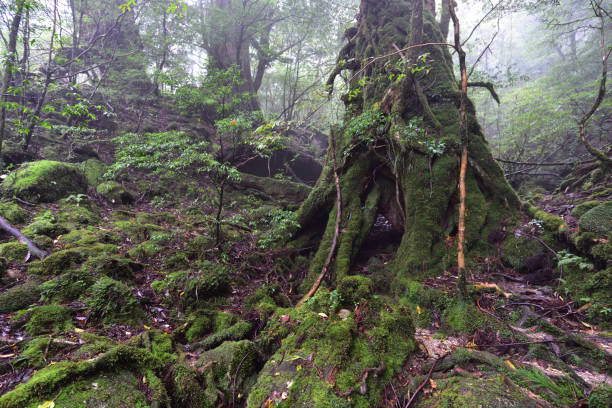 istock Deep cedar forest of Yakushima, Japan 1317361591