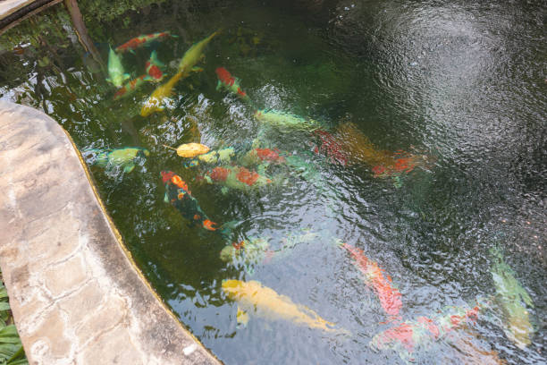 istock koi fish in the garden pond 1317361621
