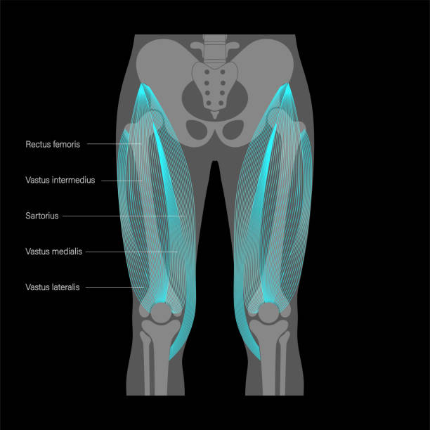 Muscular system legs Pelvis and hip bones with quadriceps muscles on xray image. Human muscular system. Skeleton anatomical poster for clinic. Bodybuilding, workout, strong body concept. Isolated flat vector illustration. athletic legs stock illustrations