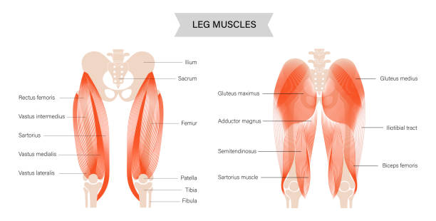 Muscular system legs Gluteus medius, gluteus maximus and quadriceps muscles. Human muscular system. Pelvis and hip bones skeleton anatomical poster. Bodybuilding, workout, strong body concept. Isolated vector illustration hip body part stock illustrations