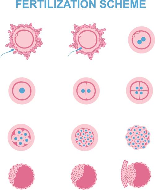illustrazioni stock, clip art, cartoni animati e icone di tendenza di immagine schematica della fecondazione nei mammiferi - human sperm pregnancy test artificial insemination human pregnancy