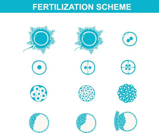 illustrazioni stock, clip art, cartoni animati e icone di tendenza di immagine schematica della fecondazione nei mammiferi - human sperm pregnancy test artificial insemination human pregnancy