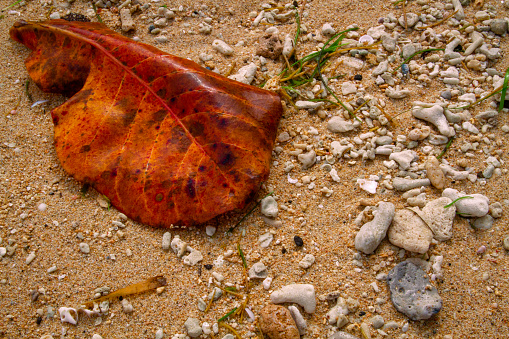 Advertising, Travel, Vacation and Holiday Concept - A fallen brown-red leaf and broken pieces of sea corals on the beach