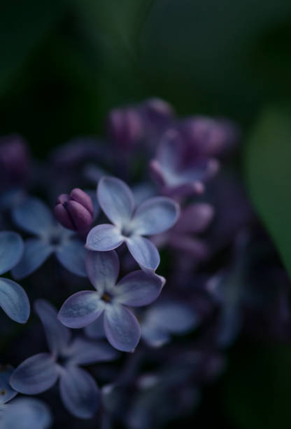 istock Close-up of blooming lilac. 1317362612