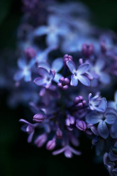 istock Lilac flowers close-up background. 1317362620