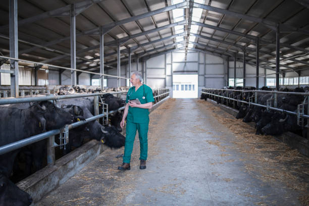 istock Senior Vet checking cattle in farm. 1317363441