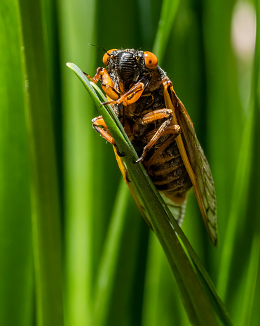 A locust perched on the grass.