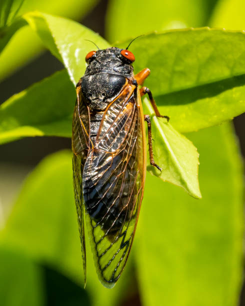 istock Cicada 17 year bug coming out in the Garden 1317364662