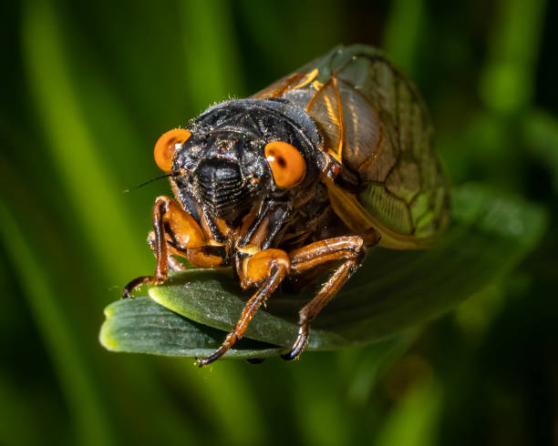 istock Cicada 17 year bug coming out in the Garden 1317364692