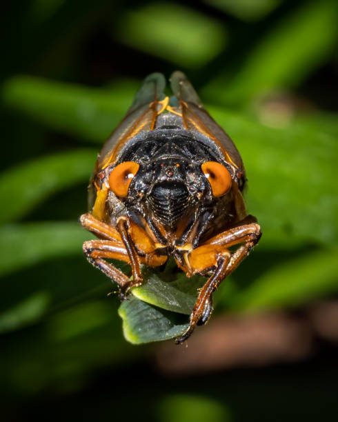 istock Cicada 17 year bug coming out in the Garden 1317364734