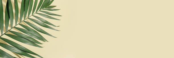 istock Natural green palm leaf with sun shade on light yellow. Summer minimal concept, beautiful daylight 1317365532