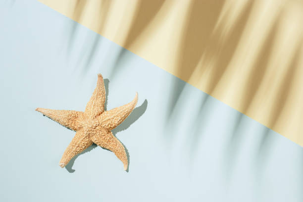 istock Summer minimal background with shadow of palm tree leaf and starfish. Pastel colored aesthetic photography 1317365572