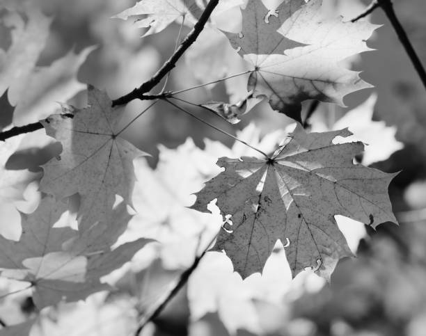 Branches with autumn sunlit maple leaves in forest at sun day. Black and white toned image.
