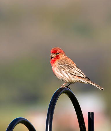 House Sparrow (Passer domesticus) on bird feeder