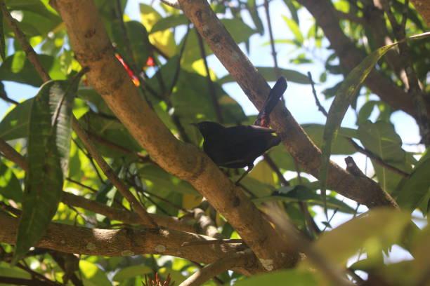 istock Black color tiny bird on a branch with blurry background 1317366530