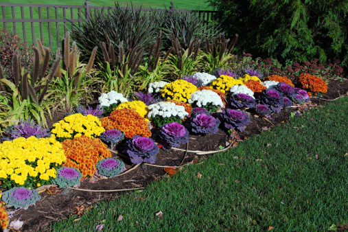 Colorful flower garden with ornamental kale, chrysanthemum, fox tail grass